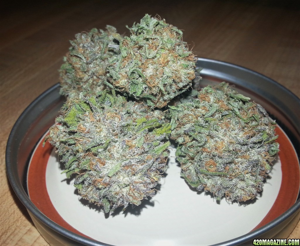 Humboldt Seeds - Bubba's Gift