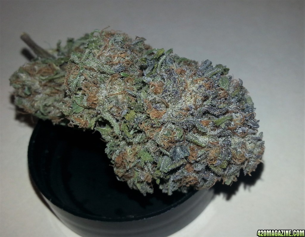 Humboldt Seeds - Bubba's Gift