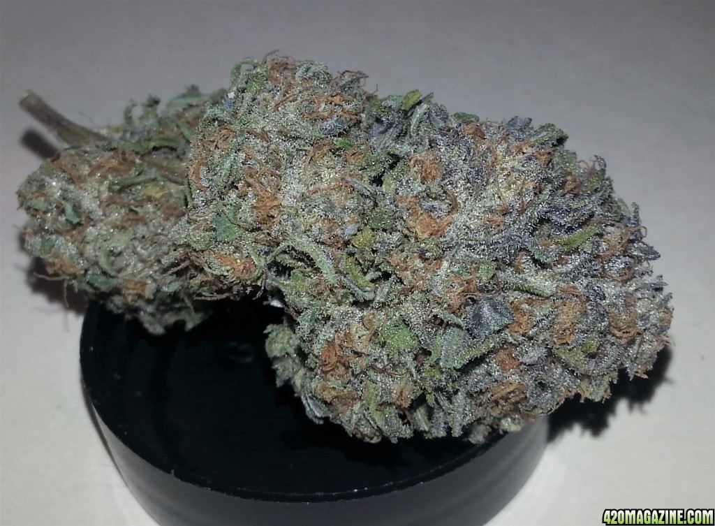 Humboldt Seeds - Bubba's Gift