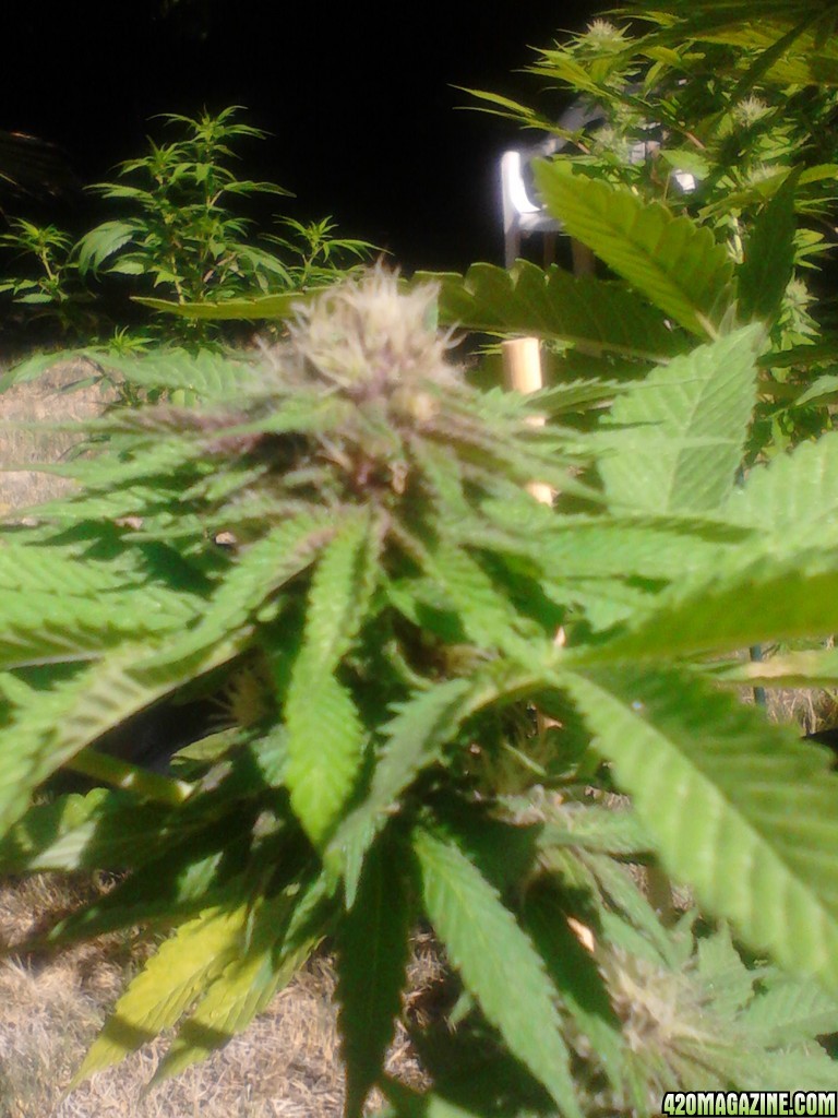 Humboldt Snow and Rhino Kudh 4 weeks along