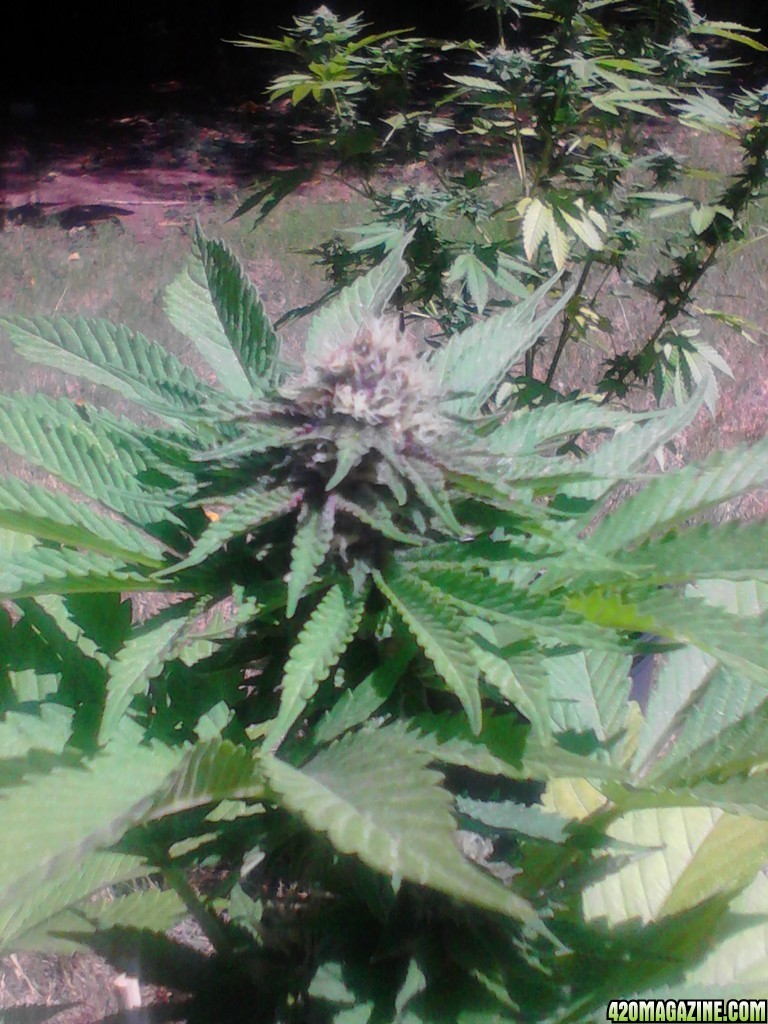 Humboldt Snow and Rhino Kudh 4 weeks along