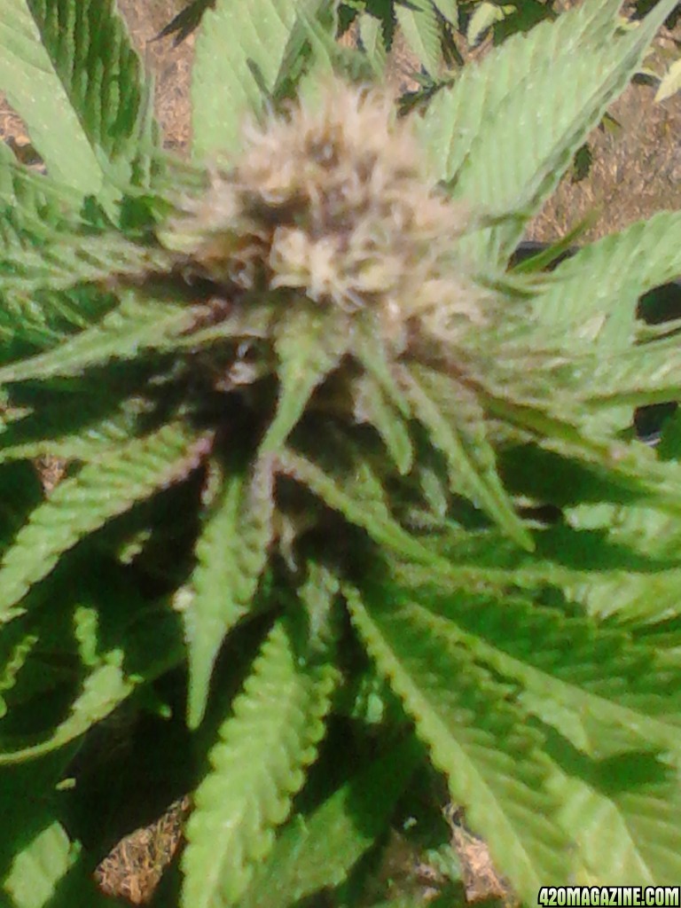 Humboldt Snow and Rhino Kudh 4 weeks along