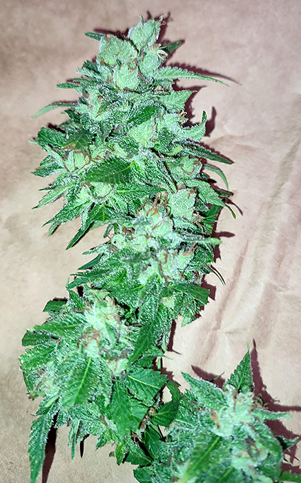 humboldt_dream_bud1.jpg