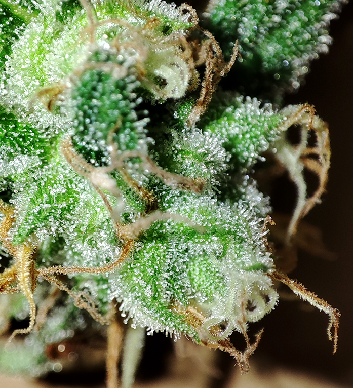 humboldt_dream_trichomes1.jpg