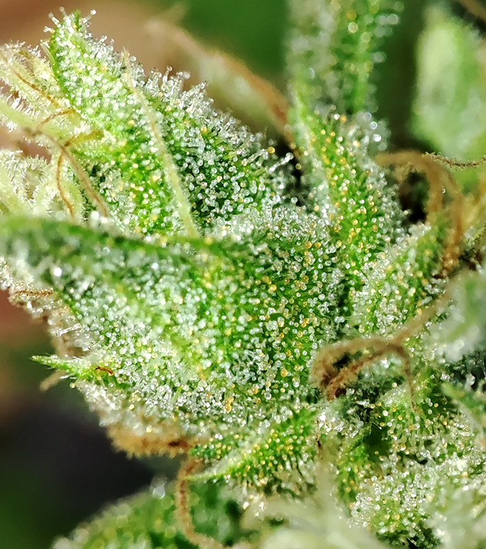 humboldt_dream_trichomes1.jpg