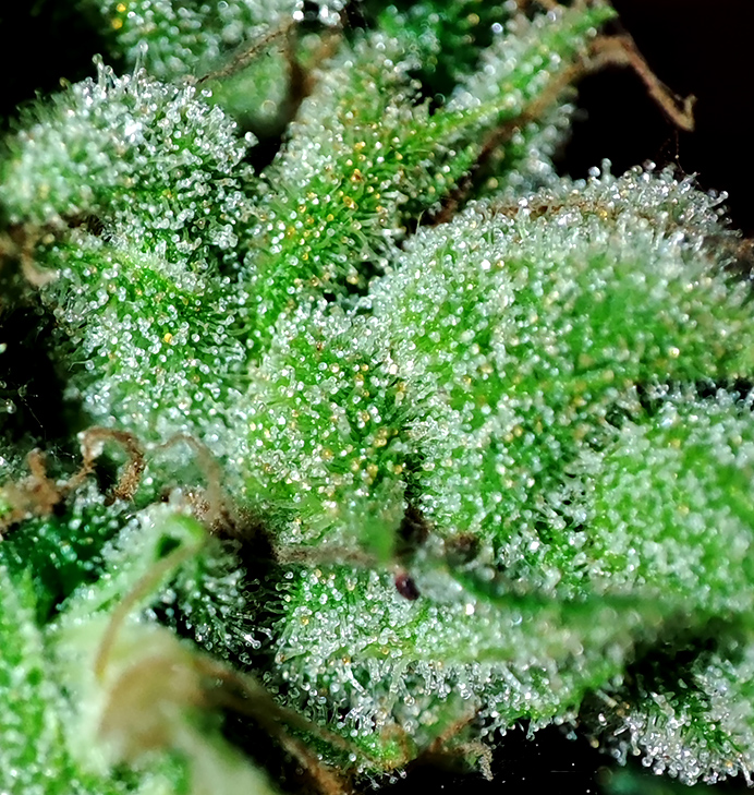 humboldt_dream_trichomes1.jpg