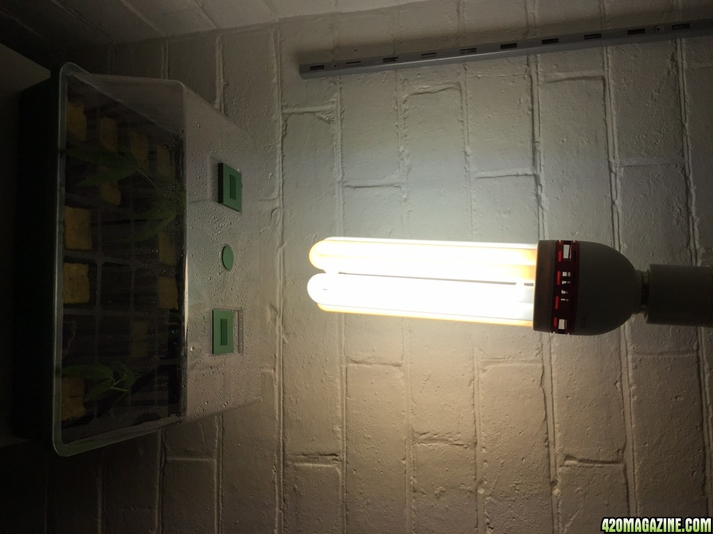 Humidity Chamber and CFL Light