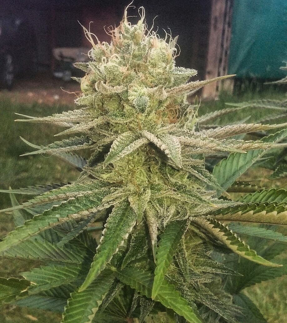 Hybrid bud