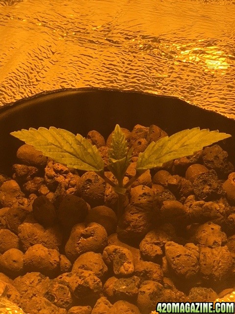 Hydro Day 8