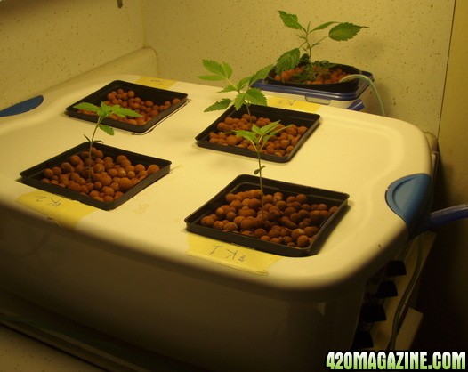 hydro grow