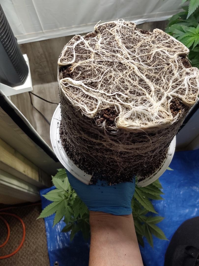 Hydro roots.jpg