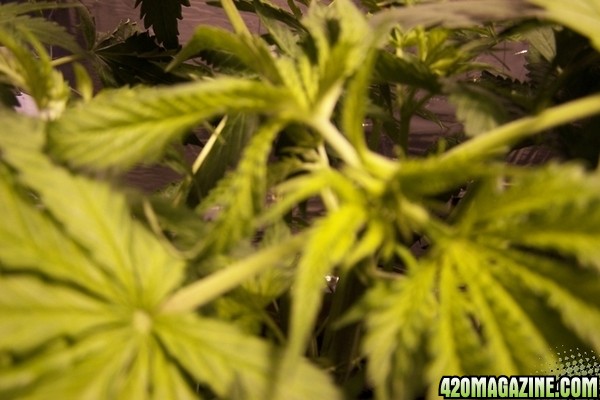 Hydroponics first grow PICS