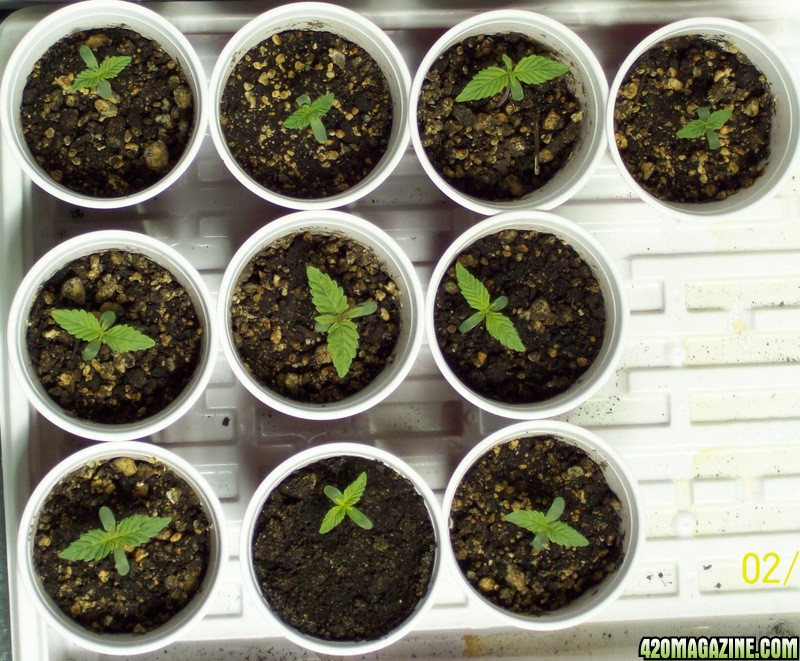 ice/papaya seedlings