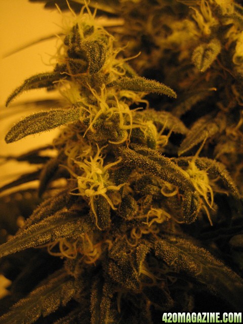 IceBud a lot new white hairs