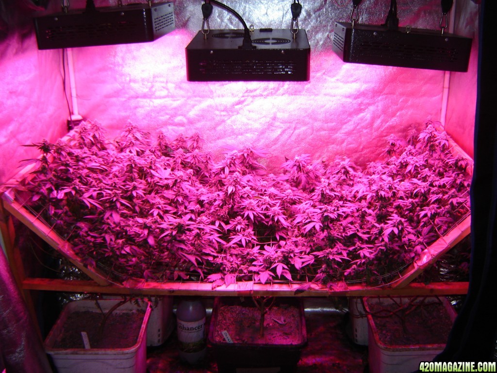 Icemud featuring Top LED grow lights, V-Scrog setup.