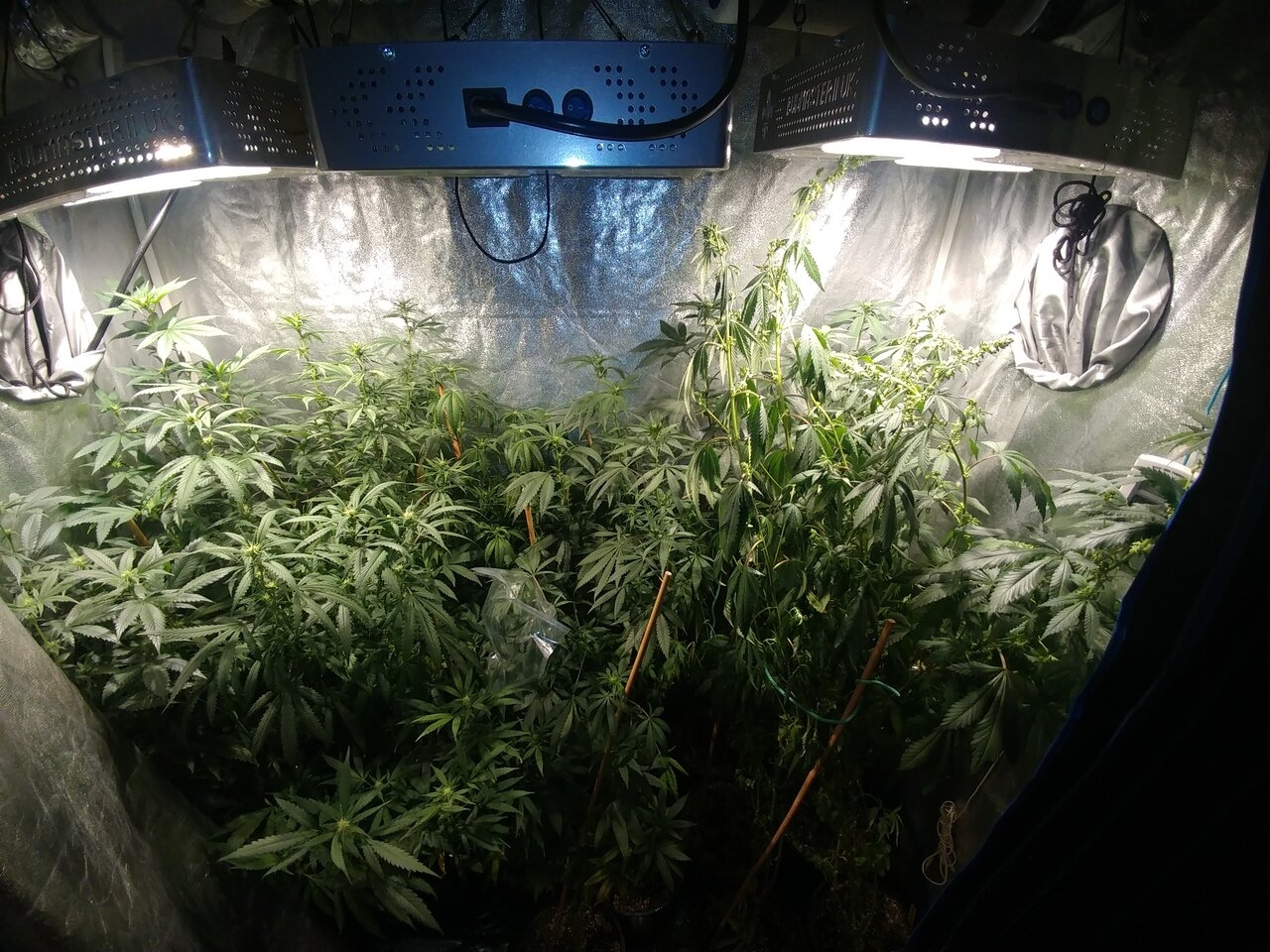 Icemud Gods Gift Strain Seed Project (1).jpg