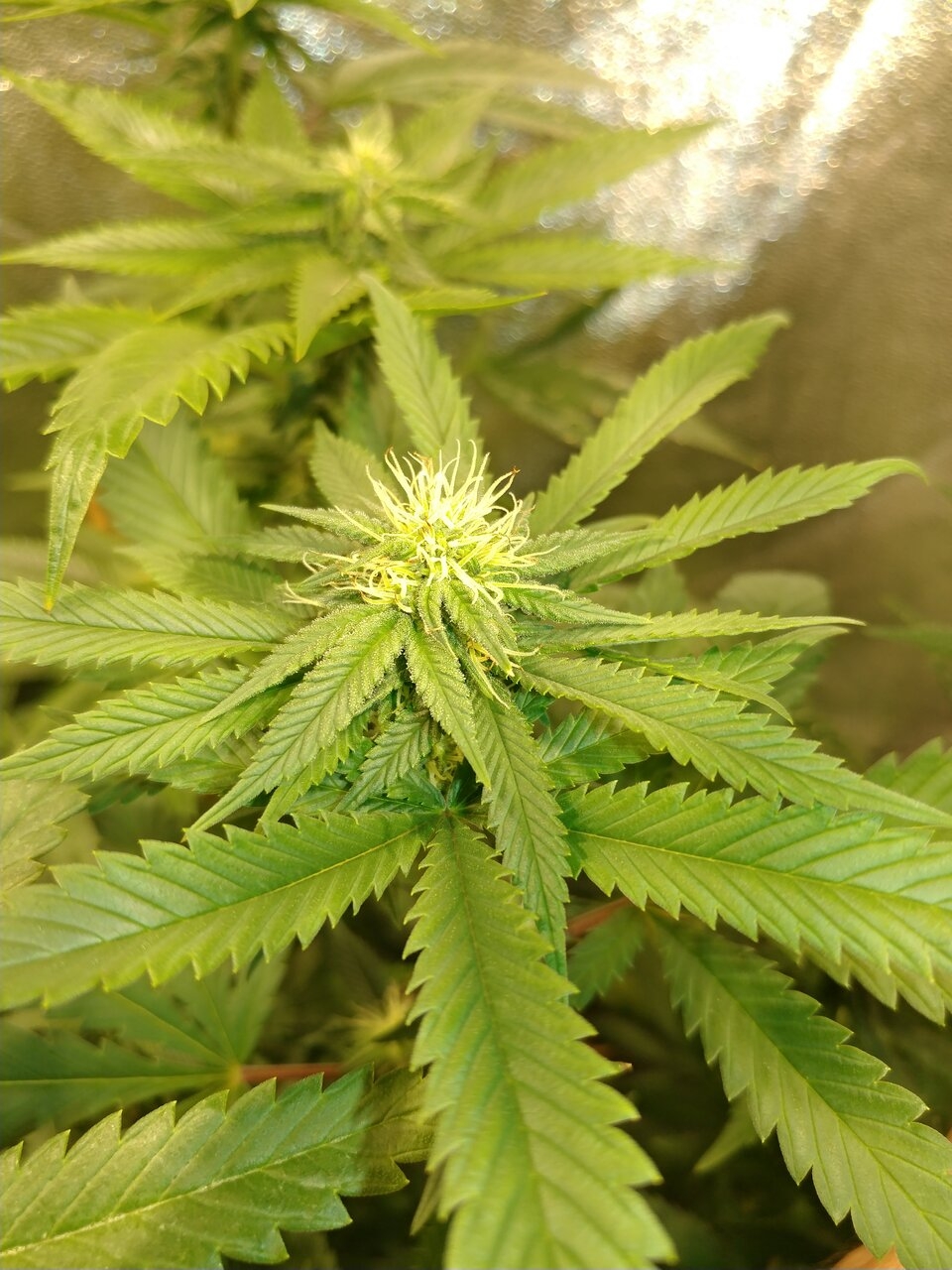 icemud gods gift strain seed project (10).jpg