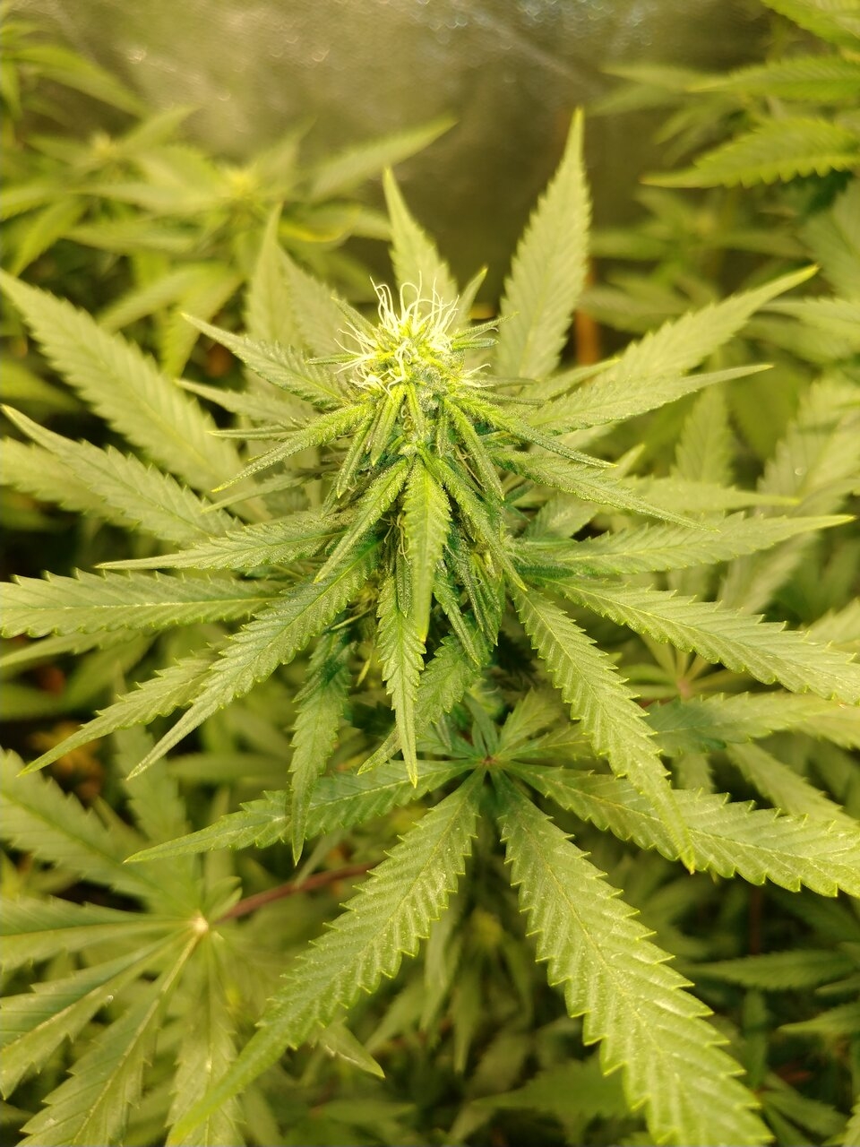 icemud gods gift strain seed project (12).jpg