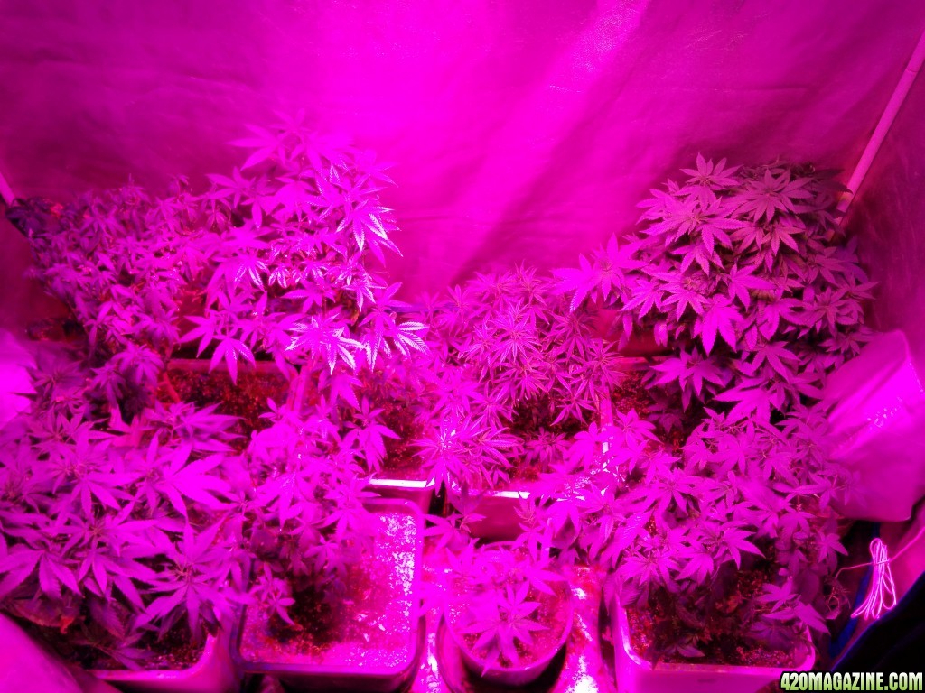 Icemud tangie indoor marijuana grow advanced led grow lights | 420 Magazine