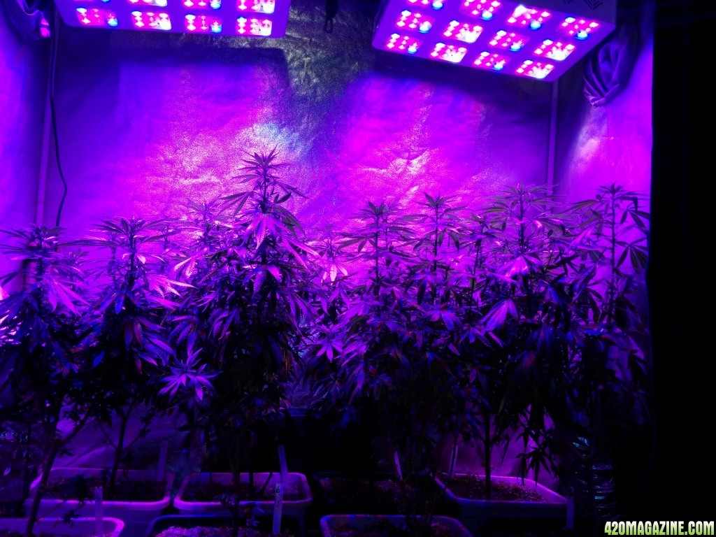 Icemud tangie indoor marijuana grow advanced led grow lights