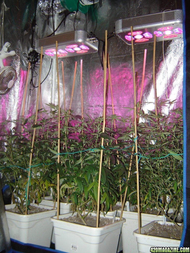 Icemud Test Grow featuring Intelligent Gro LED Grow lights