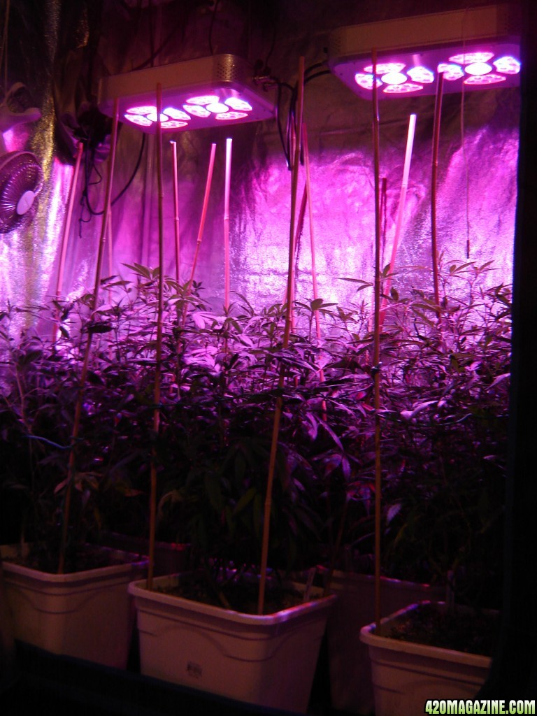 Icemud Test Grow featuring Intelligent Gro LED Grow lights