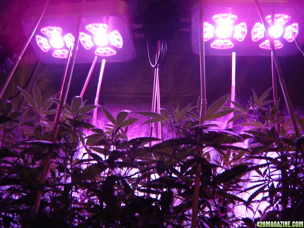 Icemud Test Grow featuring Intelligent Gro LED Grow lights