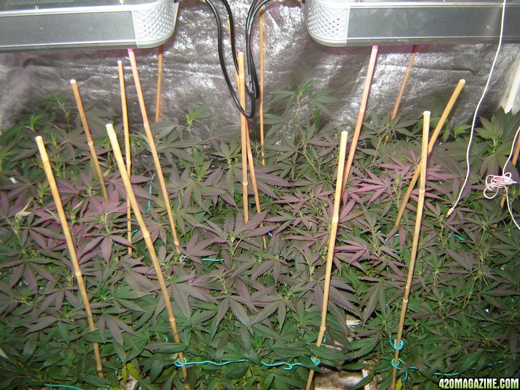 Icemud Test Grow featuring Intelligent Gro LED Grow lights