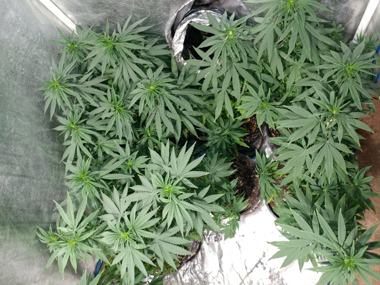 Icemud_Bangi Haze_F9_cannabis_seed_led_grow (1).jpg