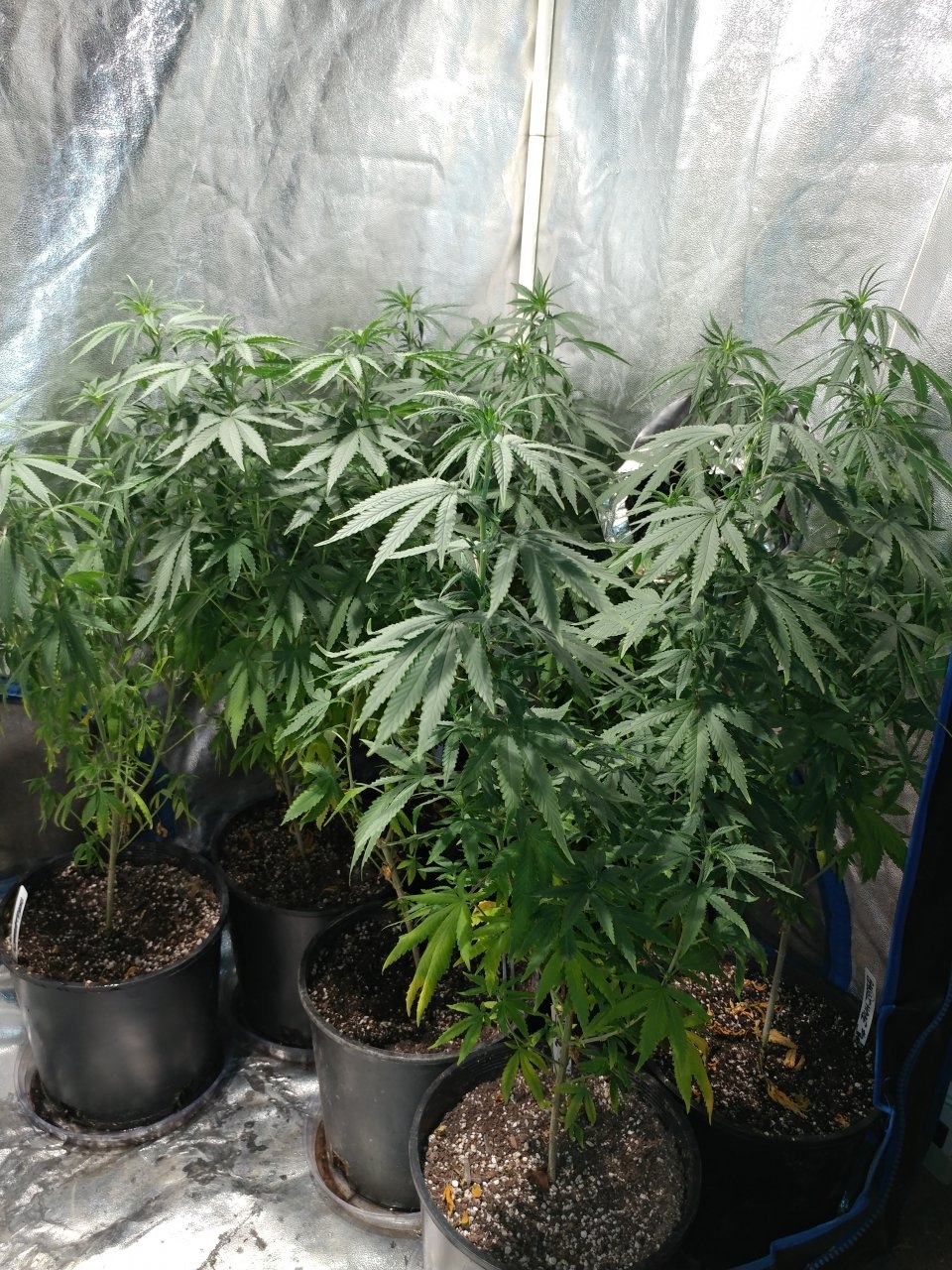 Icemud_Bangi Haze_F9_cannabis_seed_led_grow (2).jpg