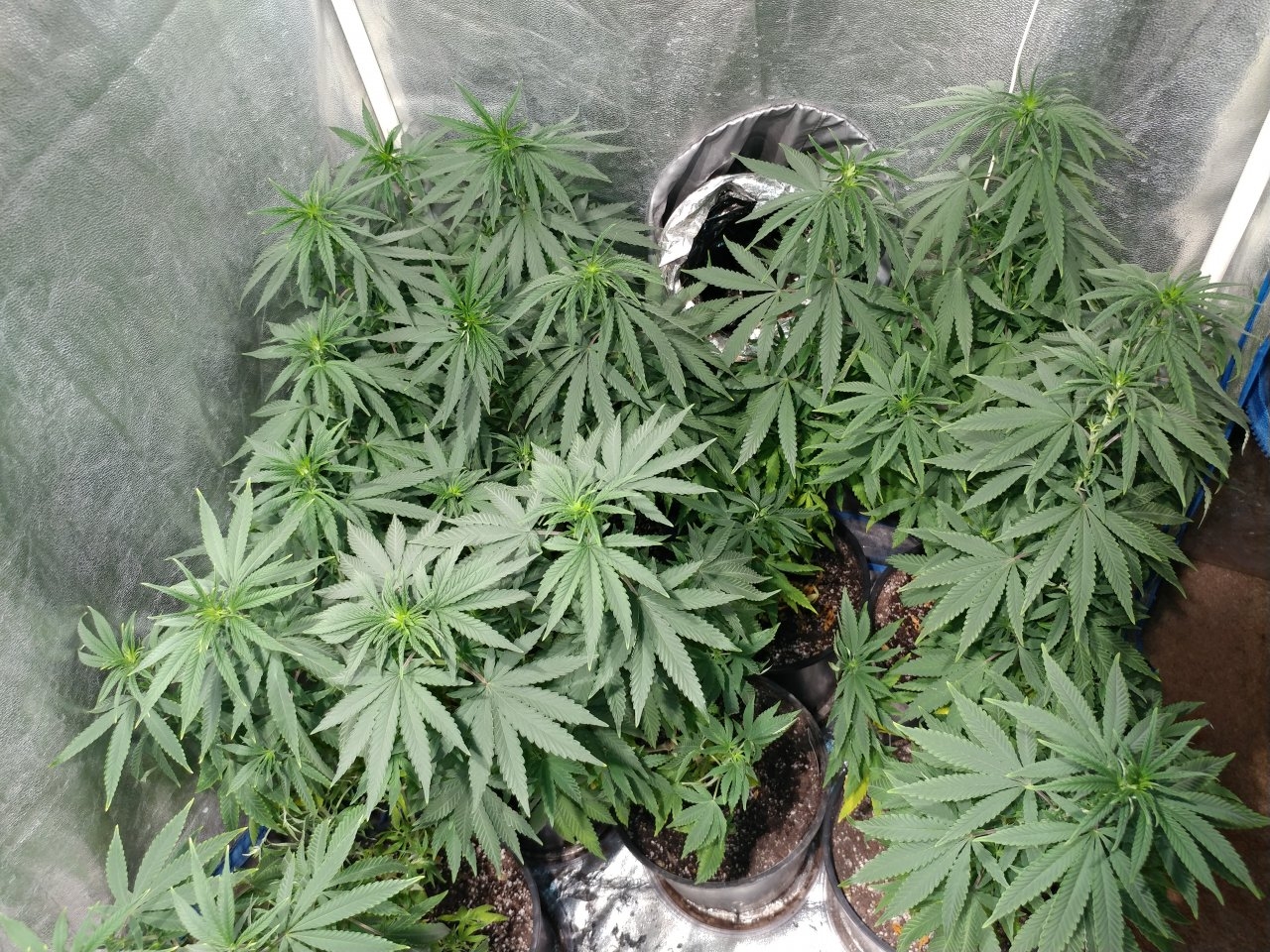 Icemud_Bangi Haze_F9_cannabis_seed_led_grow (4).jpg