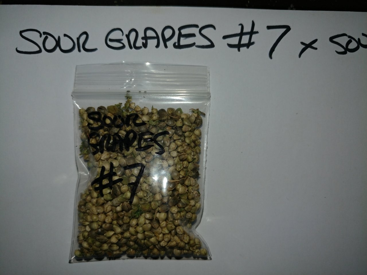 Icemud_Sour Grapes_cannabis_seed_hazeman (1).jpg