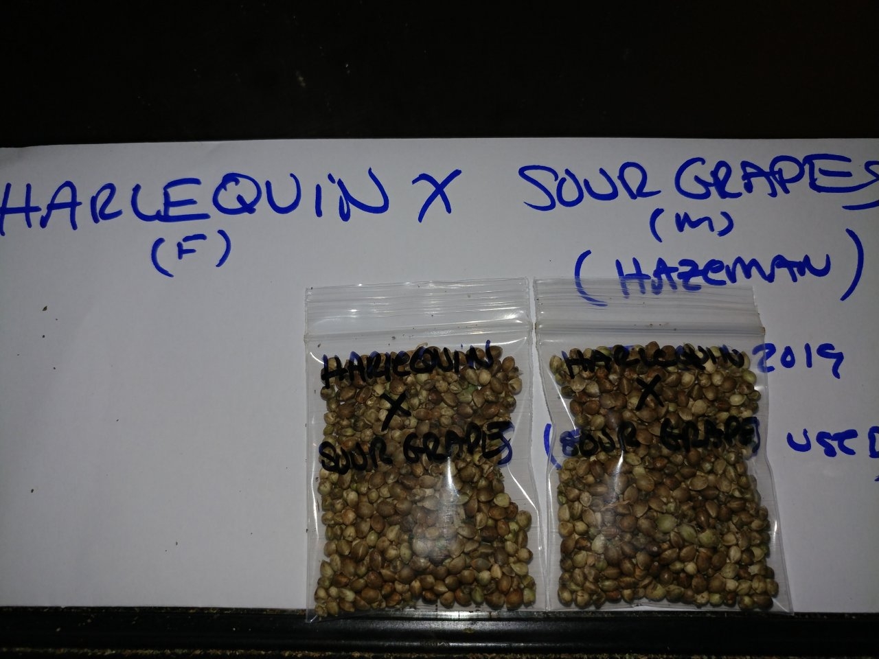 Icemud_Sour Grapes_cannabis_seed_hazeman (11).jpg