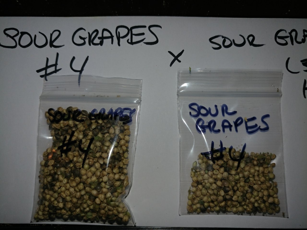 Icemud_Sour Grapes_cannabis_seed_hazeman (3).jpg