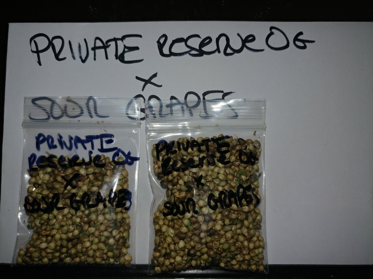 Icemud_Sour Grapes_cannabis_seed_hazeman (5).jpg