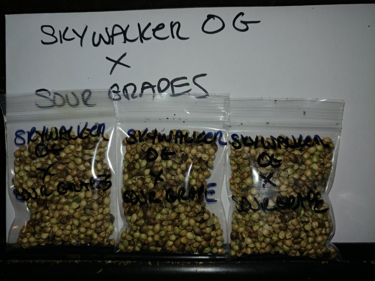 Icemud_Sour Grapes_cannabis_seed_hazeman (6).jpg