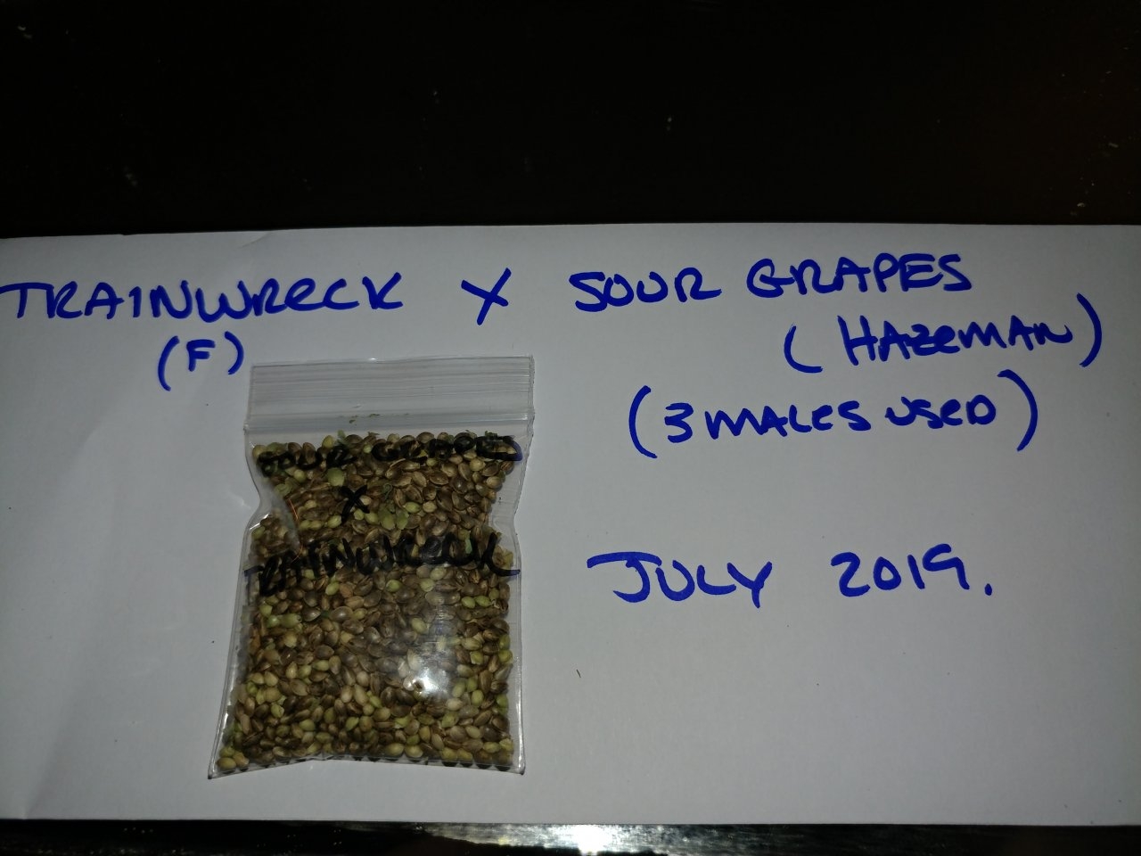 Icemud_Sour Grapes_cannabis_seed_hazeman (7).jpg