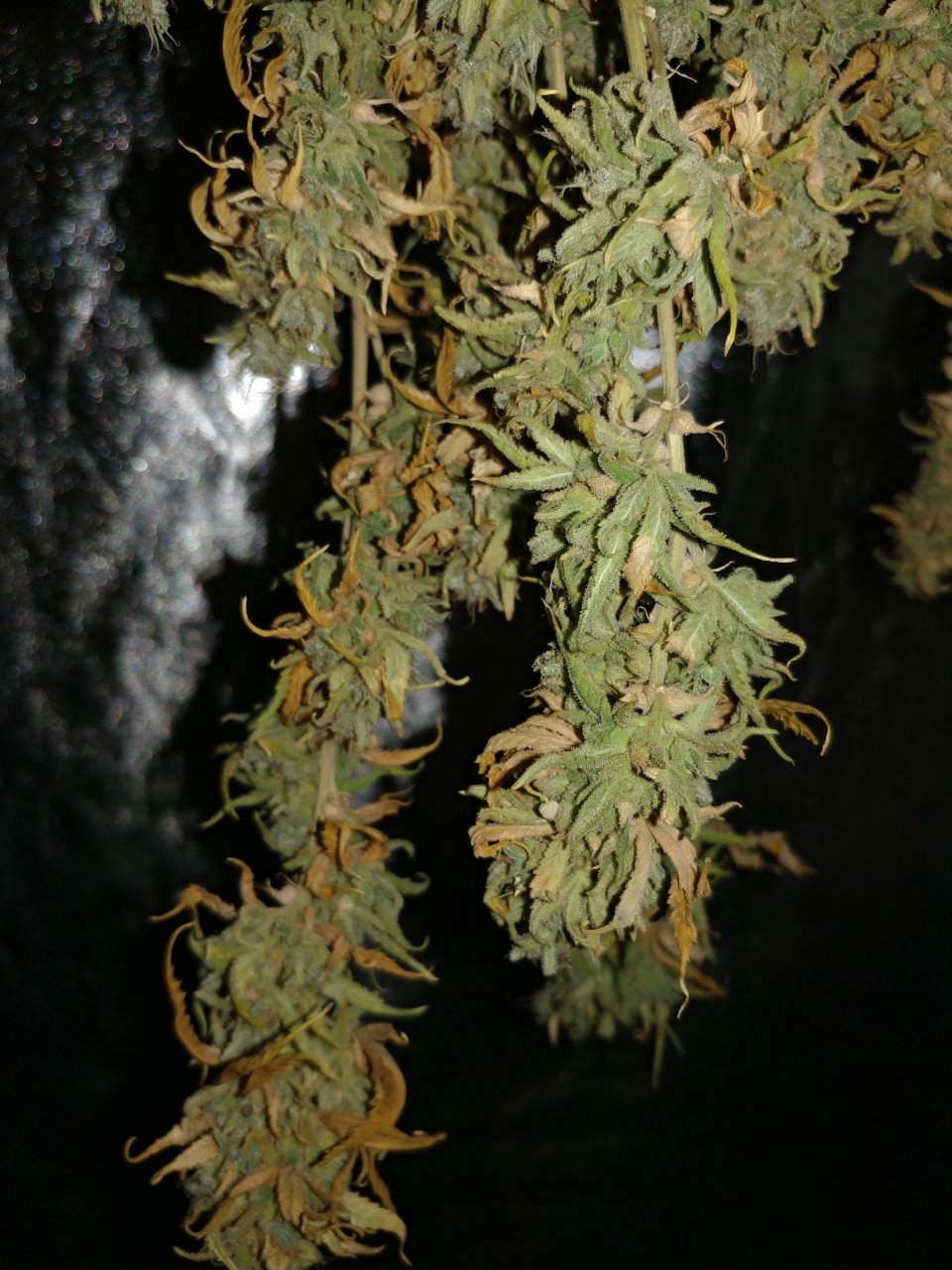 Icemud_Sour Grapes_cannabis_seed_hazeman (9).jpg