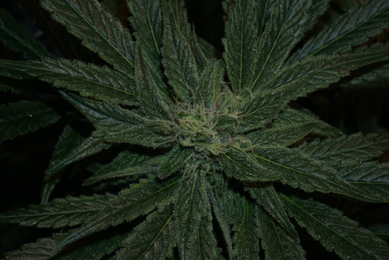 Icy hot day 29 flower