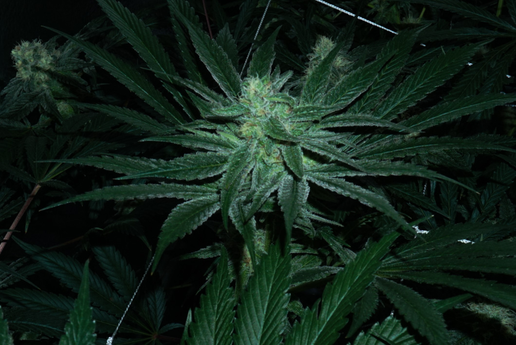 Icy hot day 35 flower