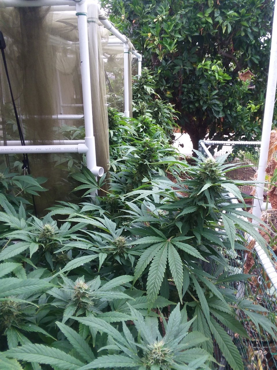 Image of White Widow colas falling out of the grow cages