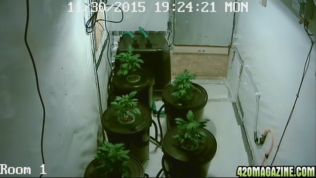 in my grow room the first week they were put in there