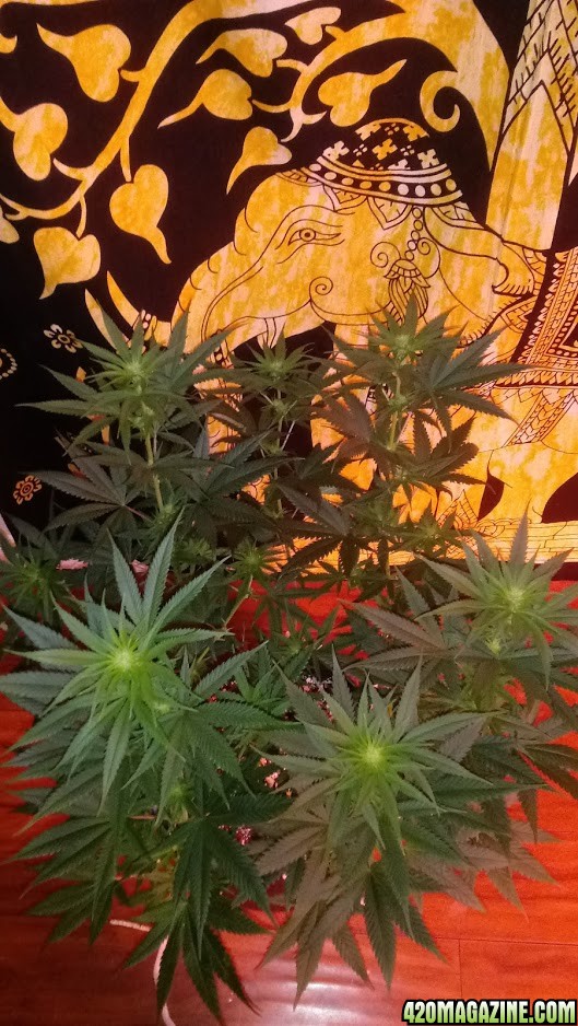 Incredible Bulk auto 15 days in tent