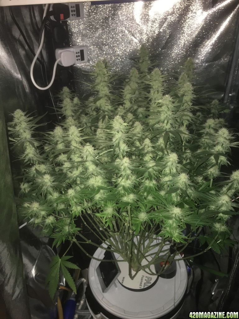 Incredible Bulk day 31 Flowering