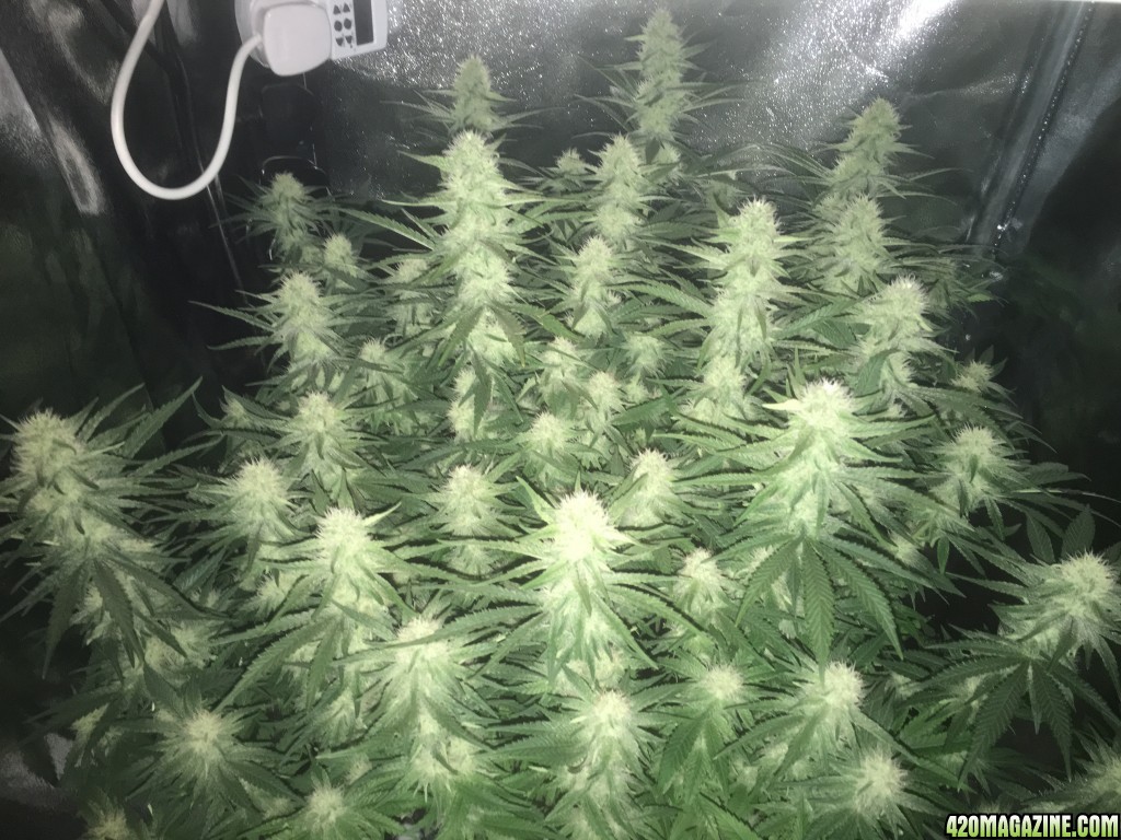 Incredible Bulk day 31 Flowering