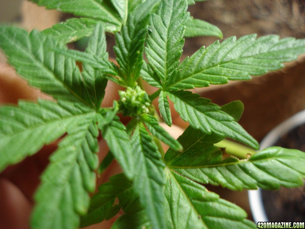 Indica Male Plant