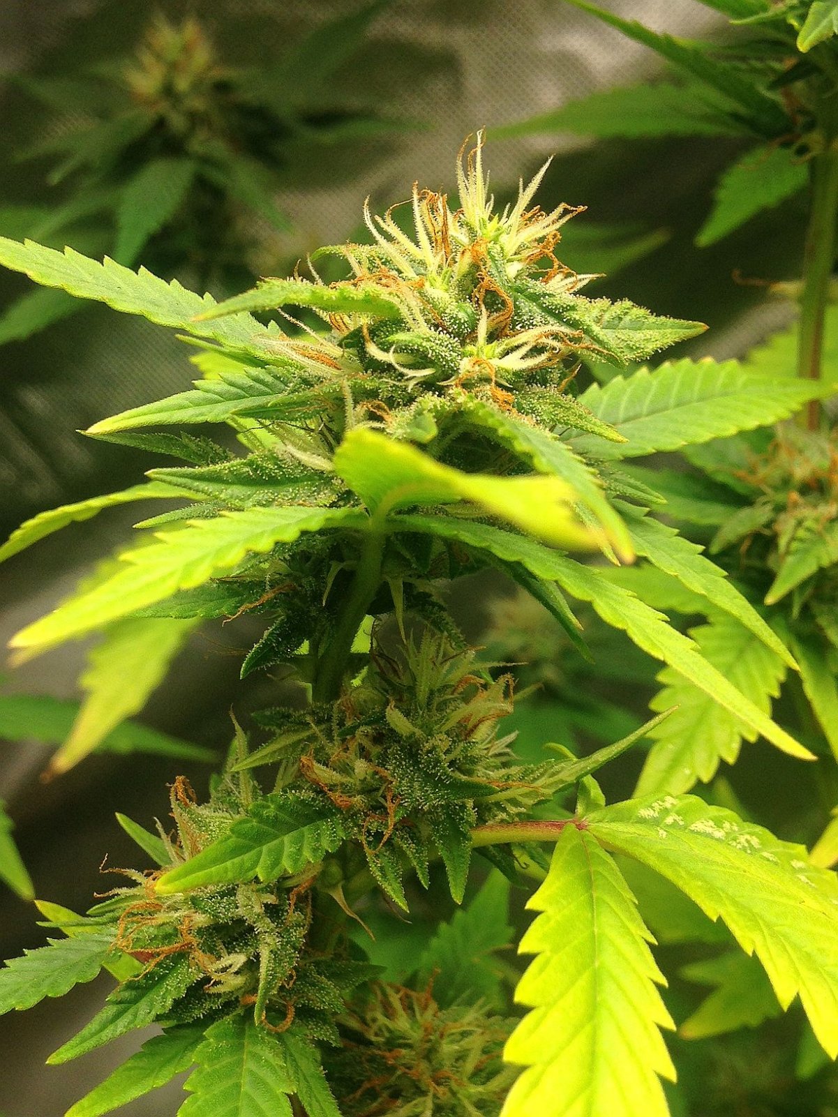 Indica Mark2 Flower13.JPG