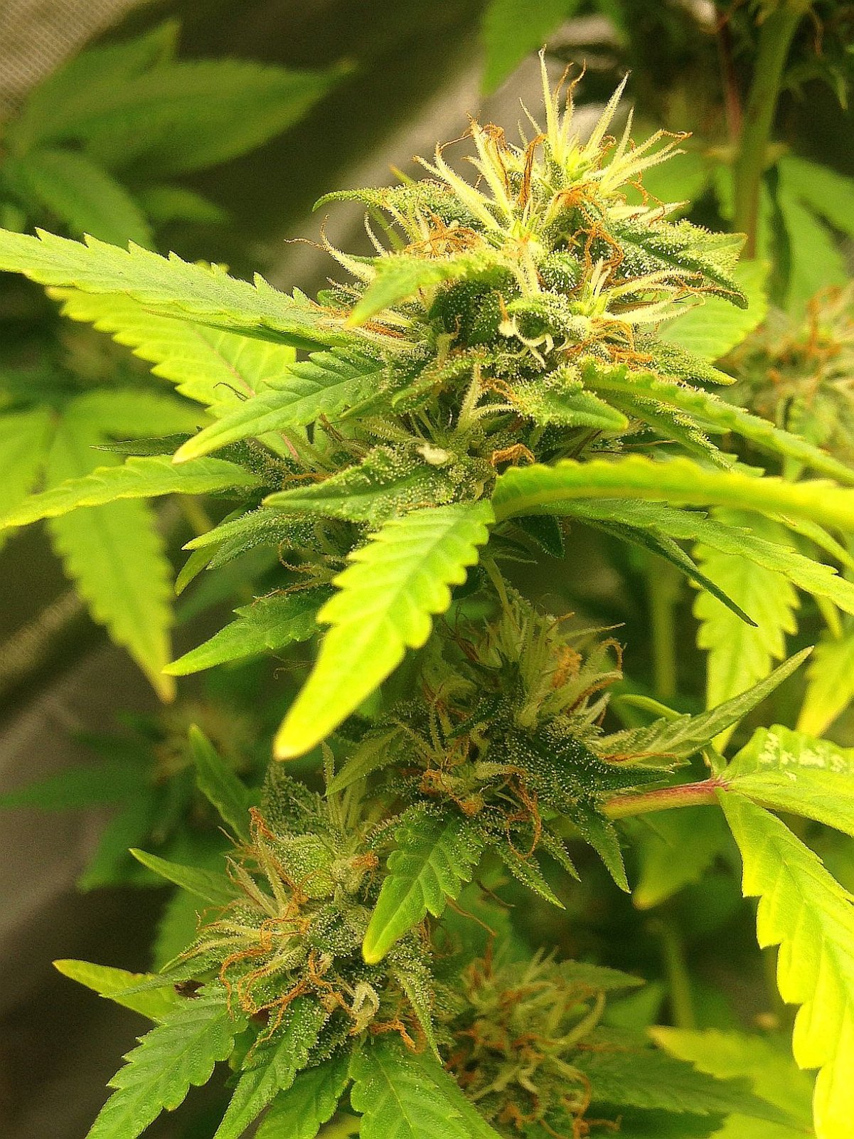 Indica Mark2 Flower16.JPG