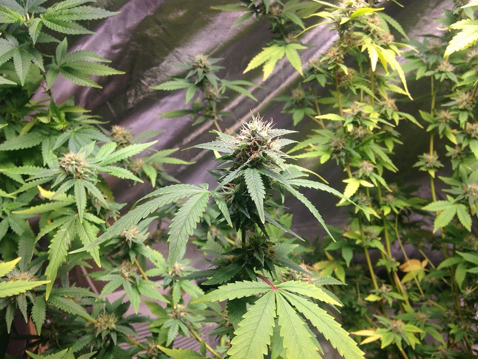 Indica Mark2 Flower6.JPG