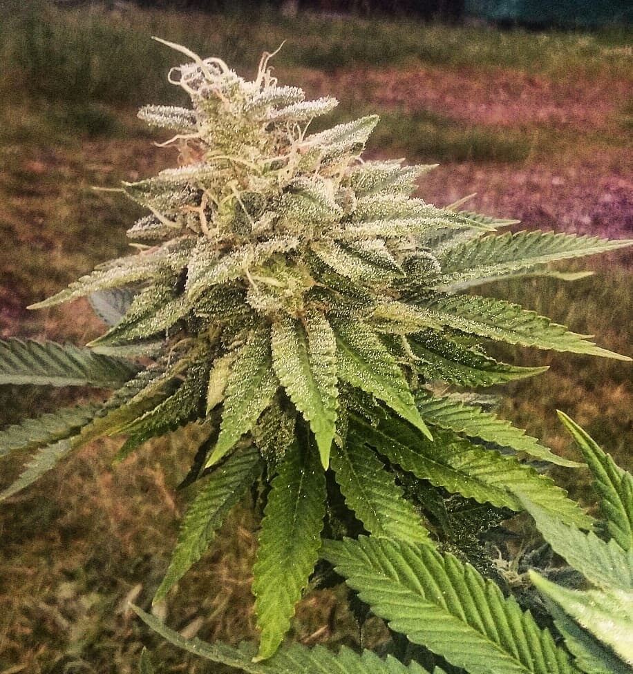 Indica pheno bud 2